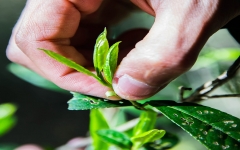 植物激素定量分析